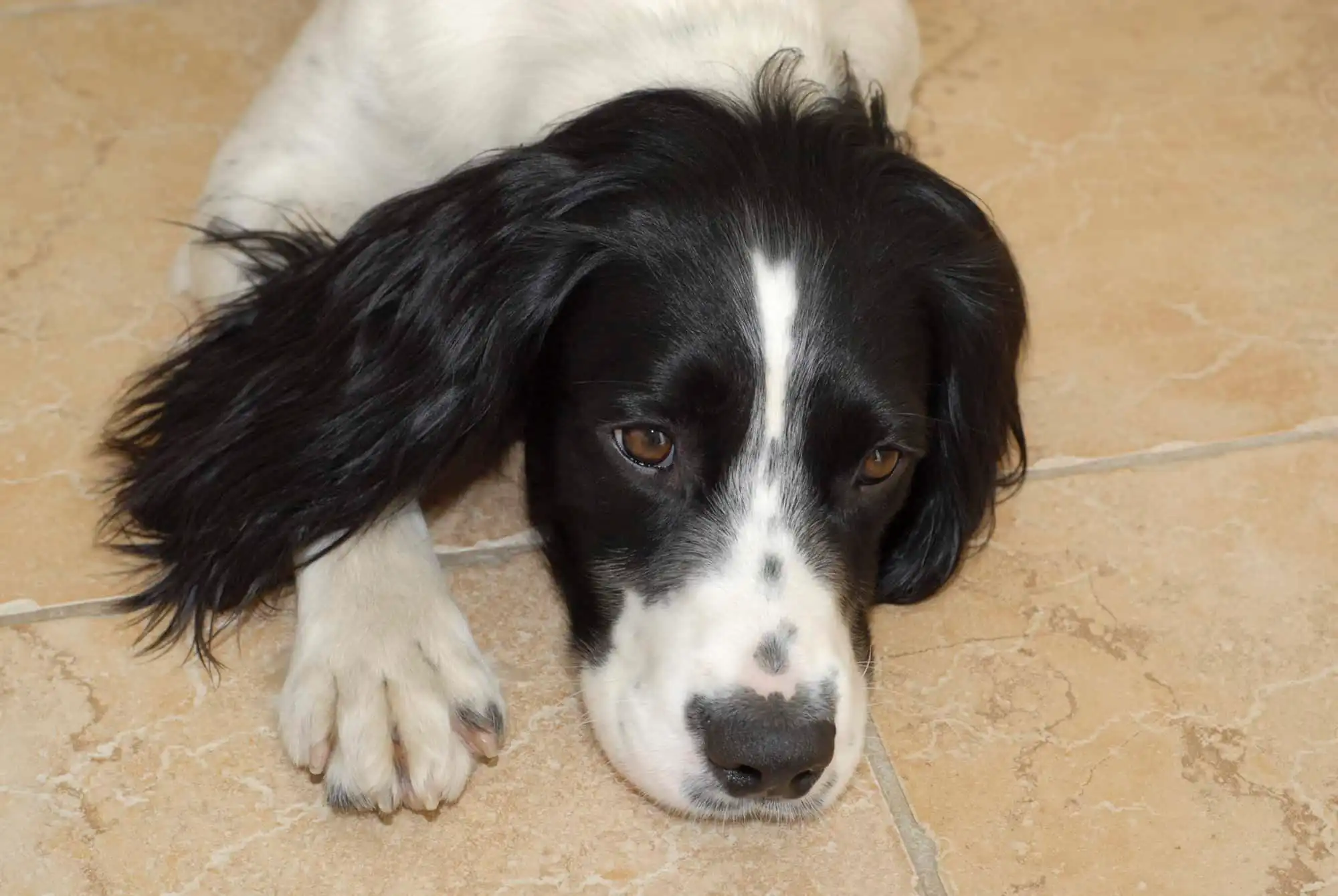 The Science of the Stink: Why Pet Odors Linger and How to Banish Them